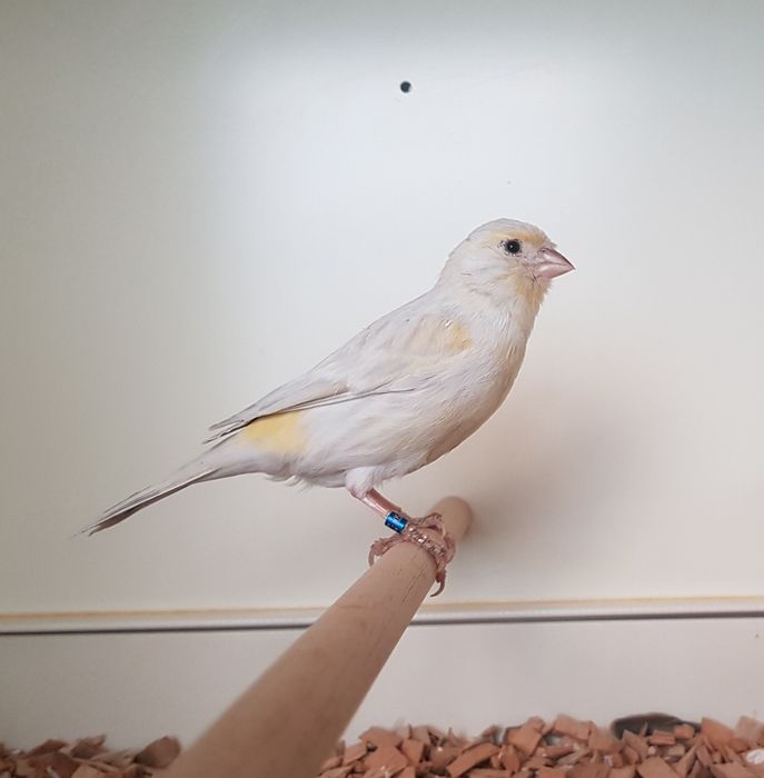 Kanarek mozaika opalowa