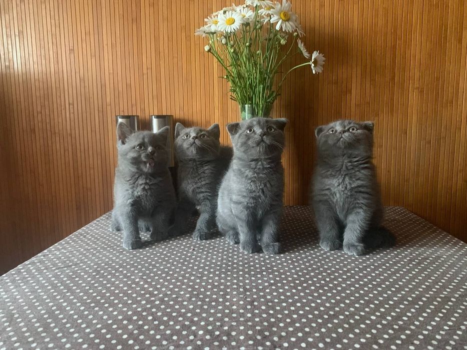 Котята британцы.