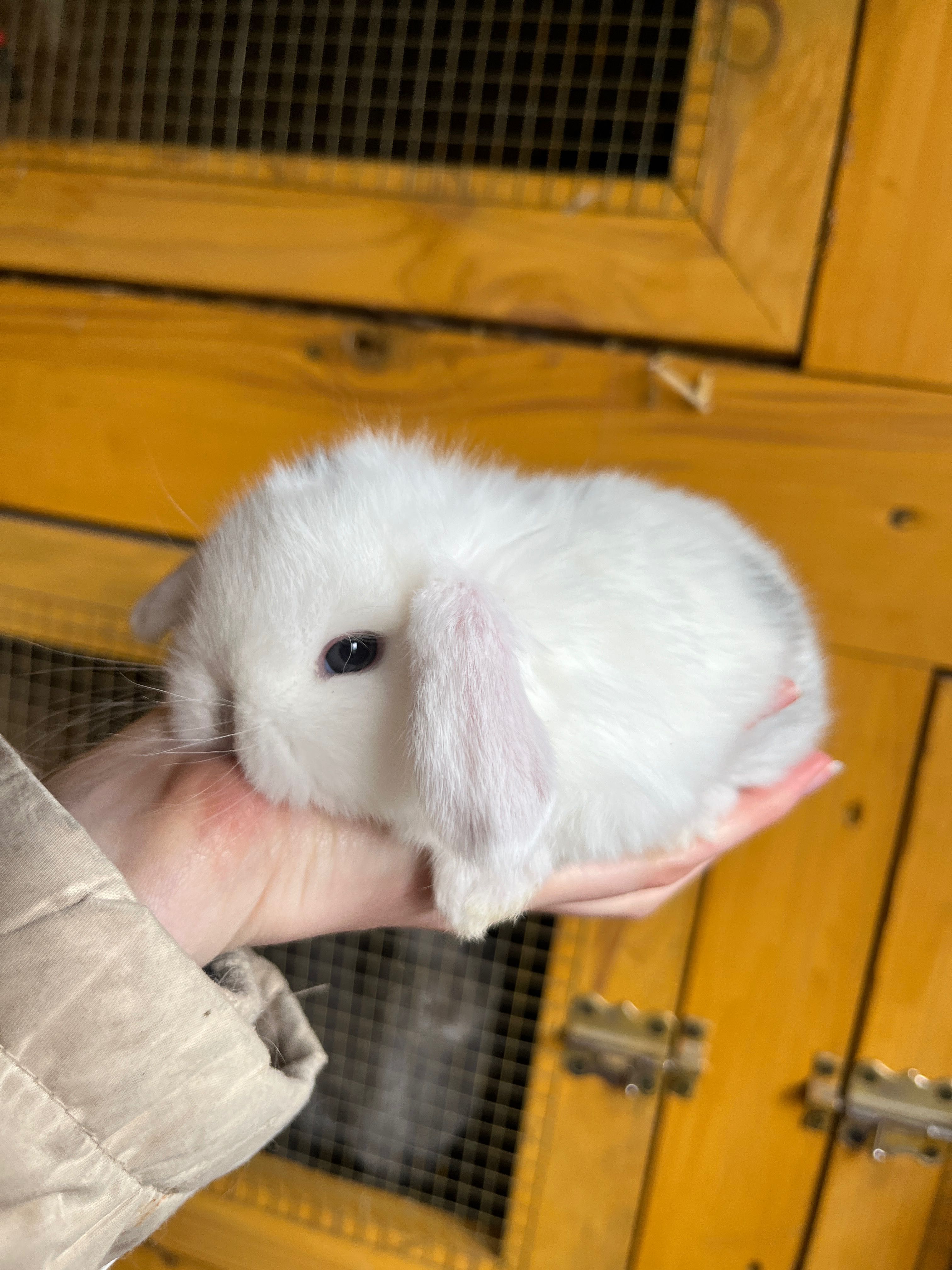 Karzełek Baranek / Mini Lop