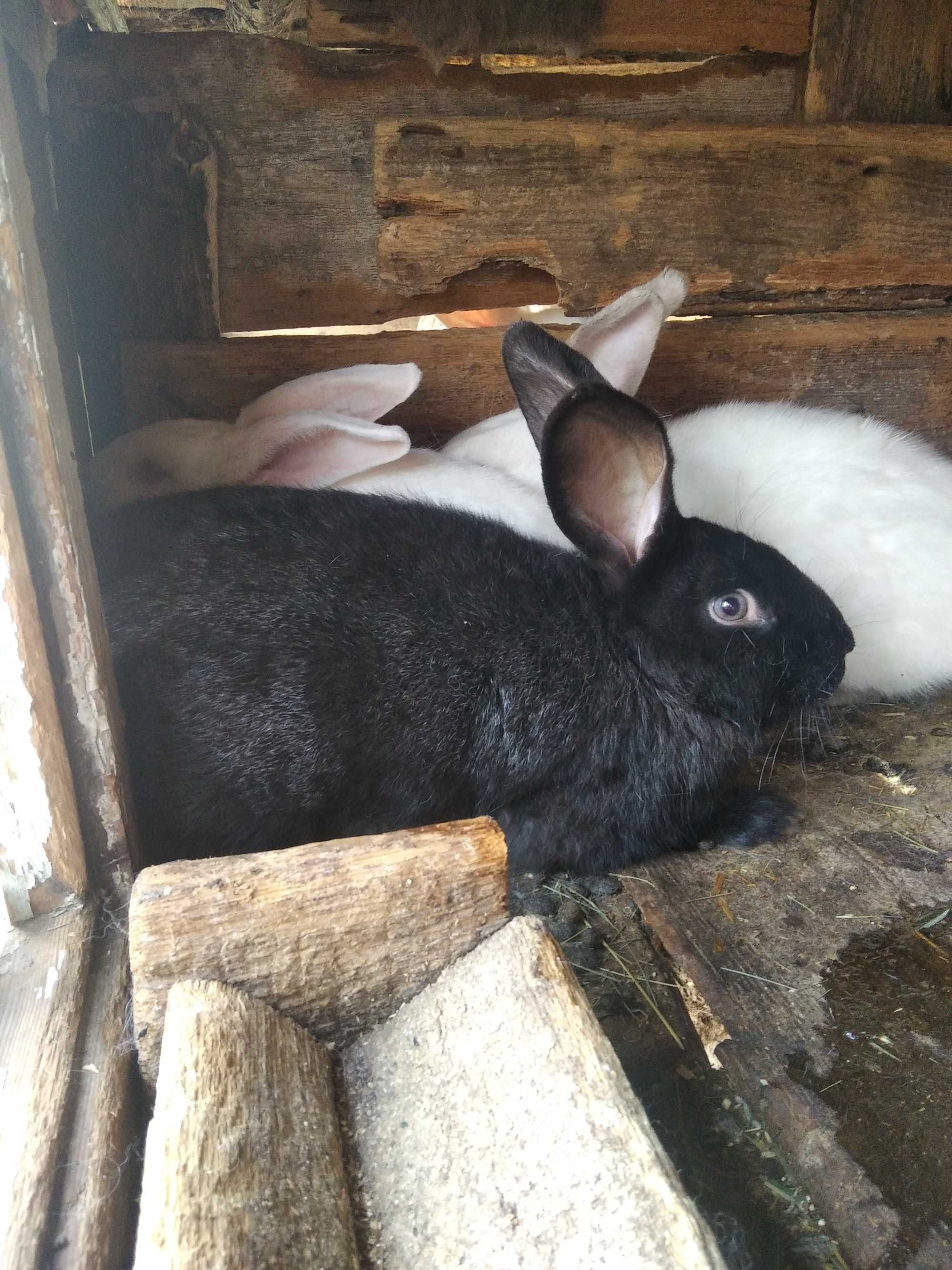 Продам кролів породисті вілікани