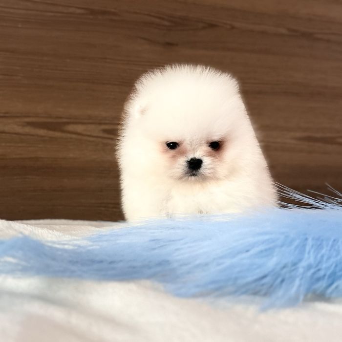 Міні хлопчик шоу классу