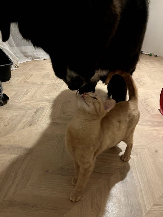 Mają 5 miesięcy i pilnie szukają domu! Mają coraz mniej czasu.