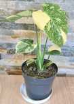 Monstera thai platinum,mutacja,30cm
