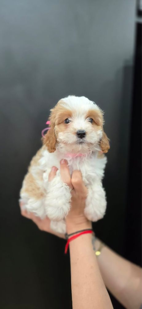 Cavapoo suczka badania genetyczne szkolenie cavalier pudel