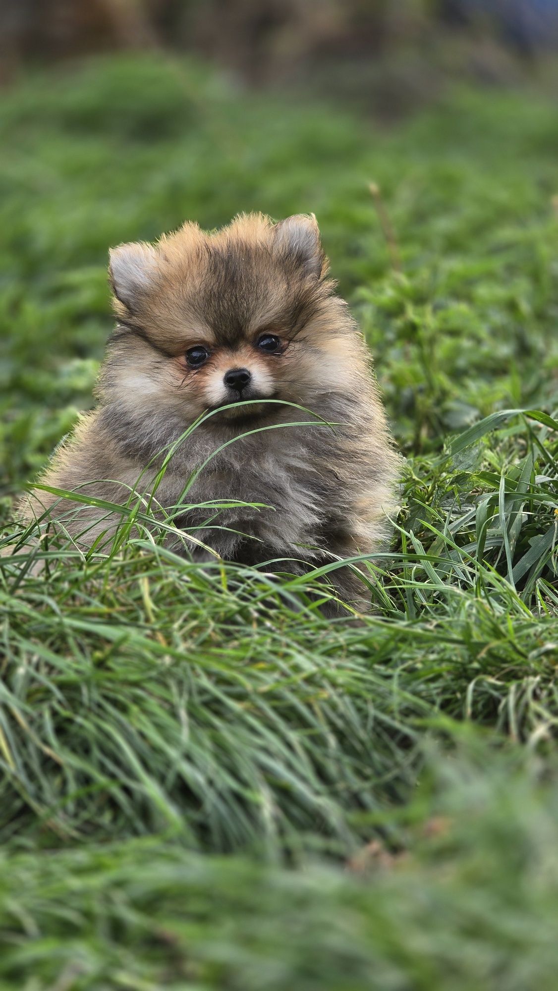 Pomeranian cudowny samczyk