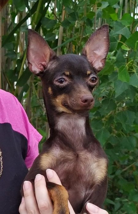 Эксклюзив:тои крем,лиловые,шоколад! Родился цветной помет! Док.КСУ,чип