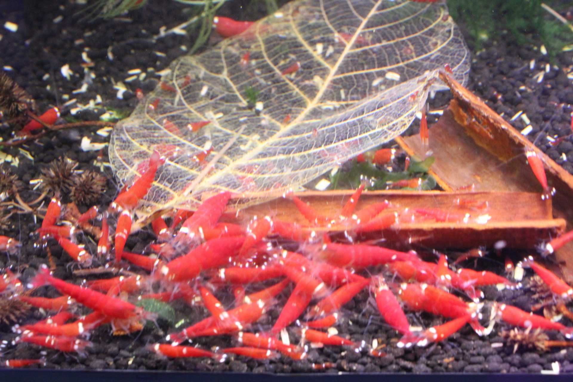 Sprzedam krewetki caridina Super Crystal Red