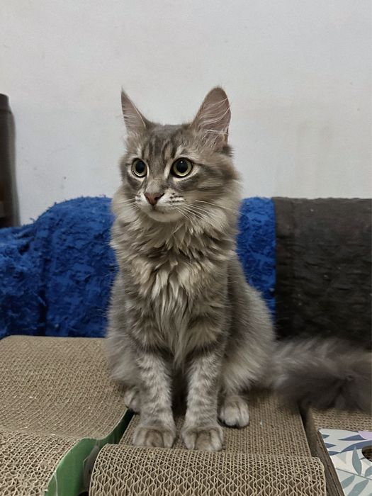 Кошеня Скай шукає новий дім