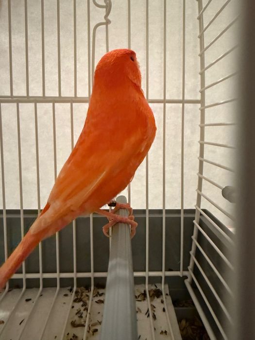 Canários Vermelho Lipocrómico