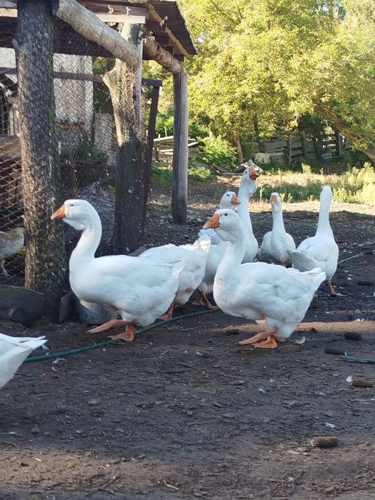 Продам гуси (Холмогори )