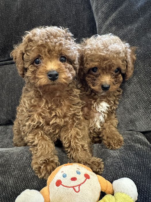 Той пудель хлопчик мальчик