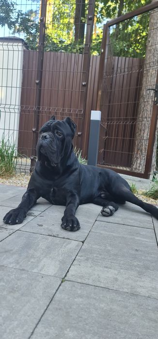 Кане-корсо красень