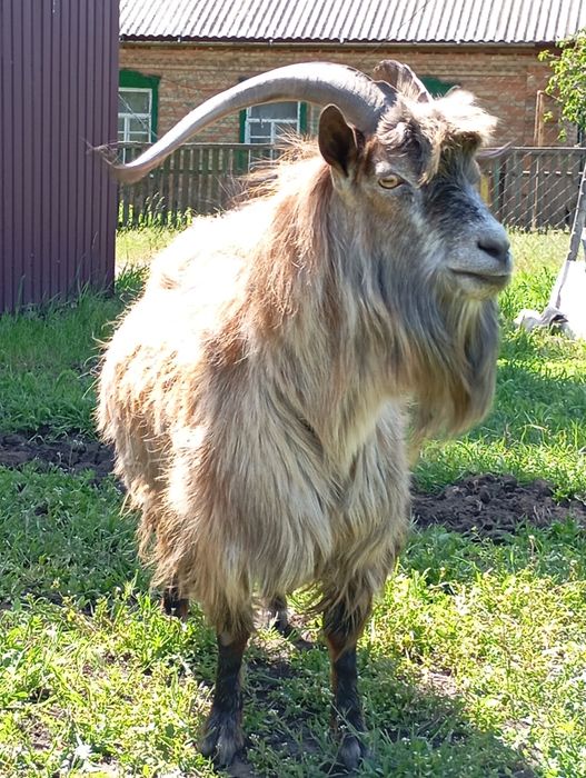 козел (напівкровний, універсального призначення)