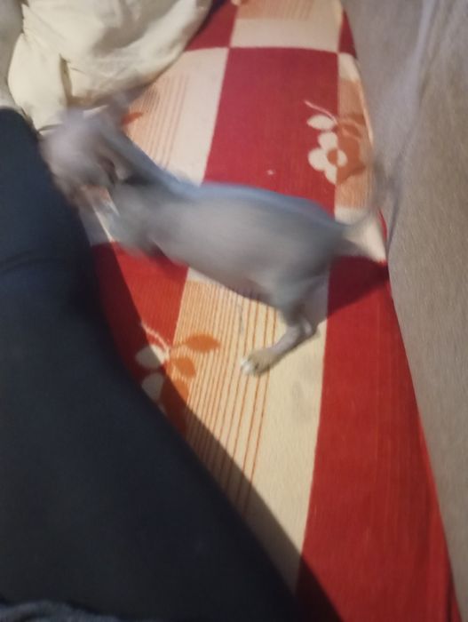 Щенок китайська хохлатый мини