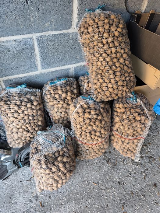 Orzechy włoskie 2025