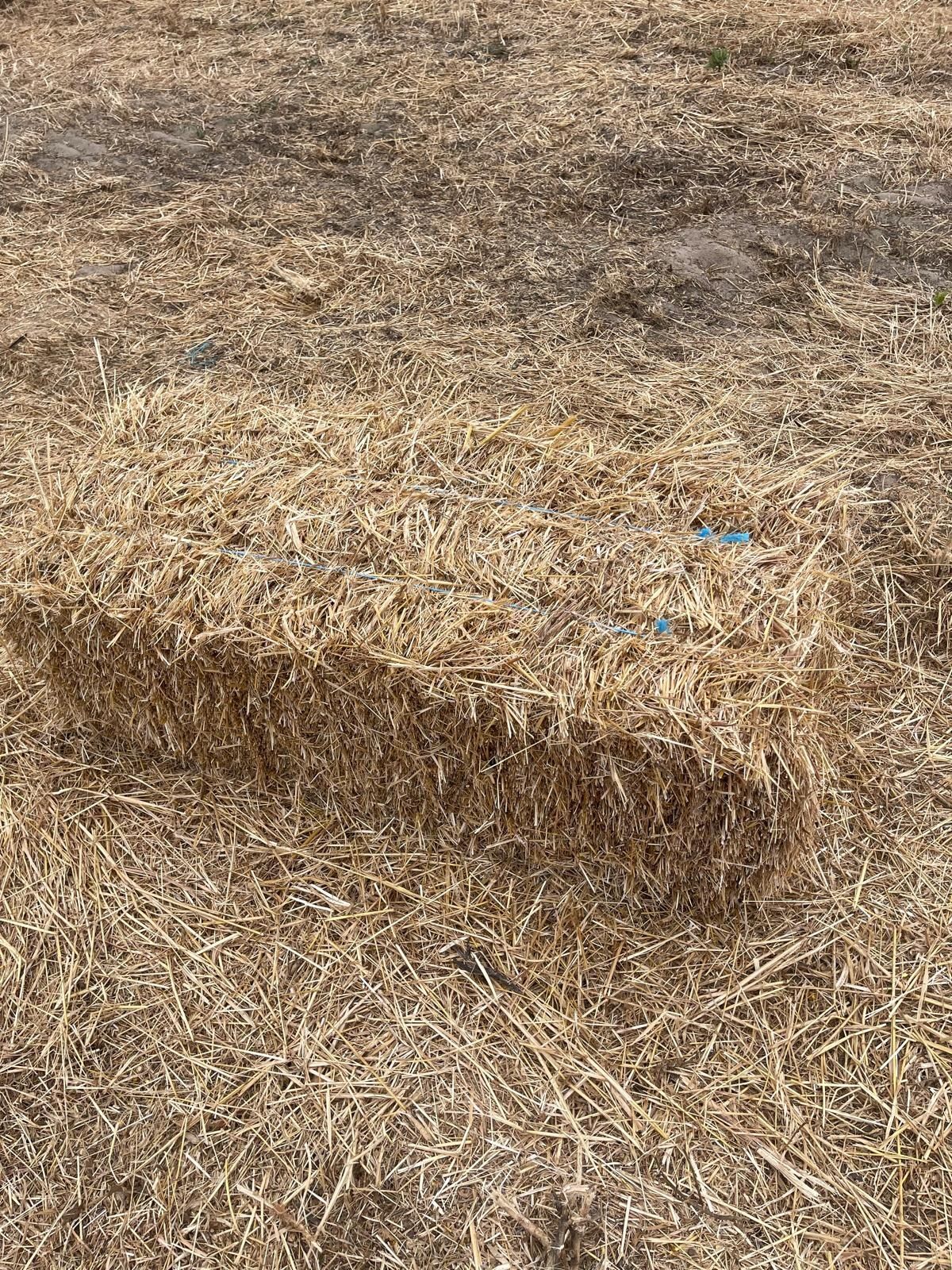 Fardos palha Nascadiça