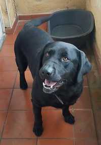 Labrador para adopção