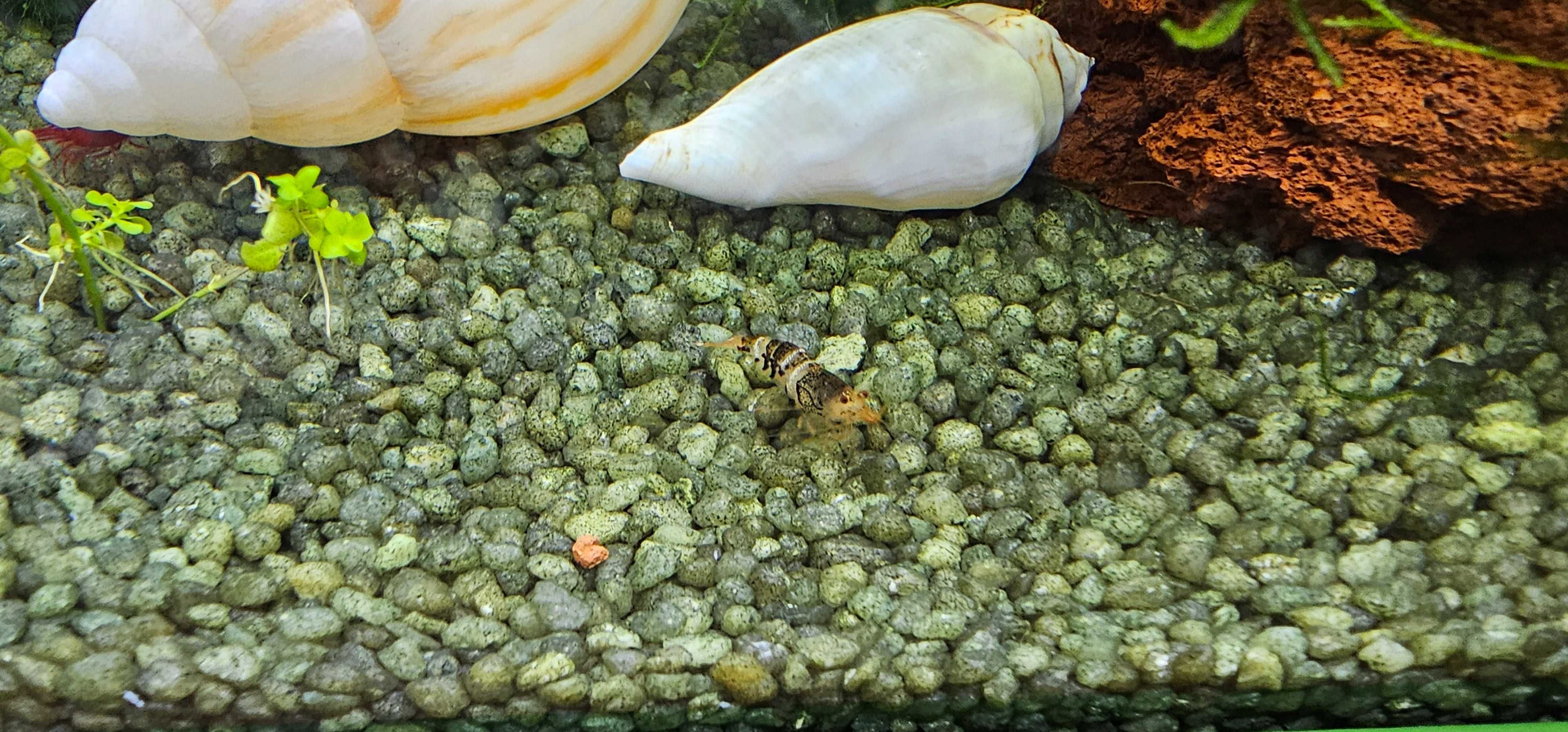 Caridina cf. Cantonensis- black crystal CBS grade B/C