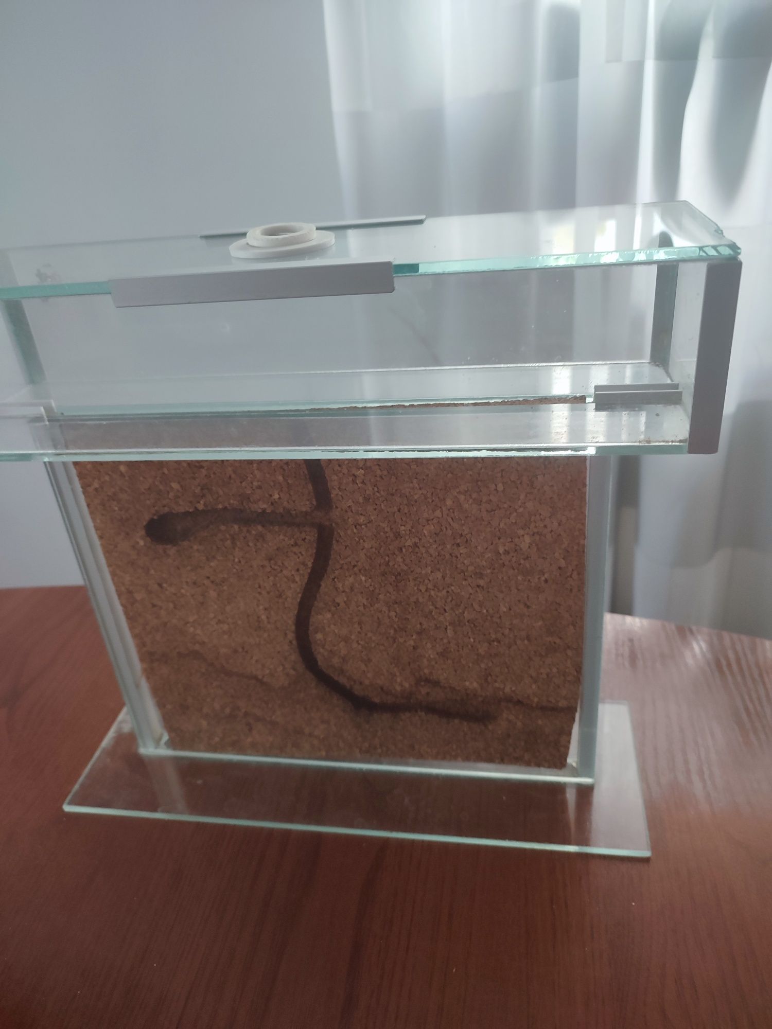Formikarium do chodowli mrówek
