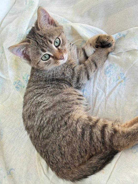 найніжніше та найсміливіше кошеня,киця 2 місяці дуже потішна