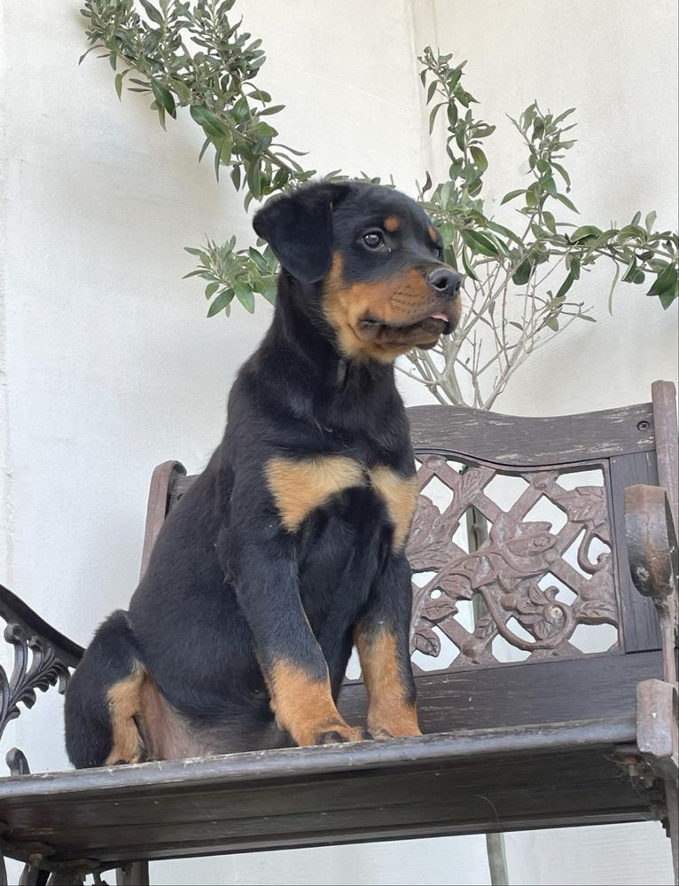 Szczeniak rottweiler gotowy do odbioru