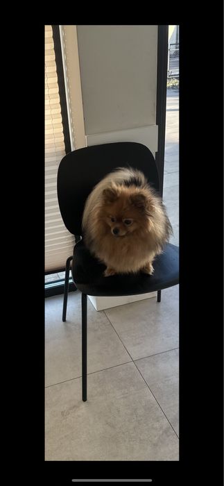 Szpic miniaturowy FCI , piękna suczka rezerwacja