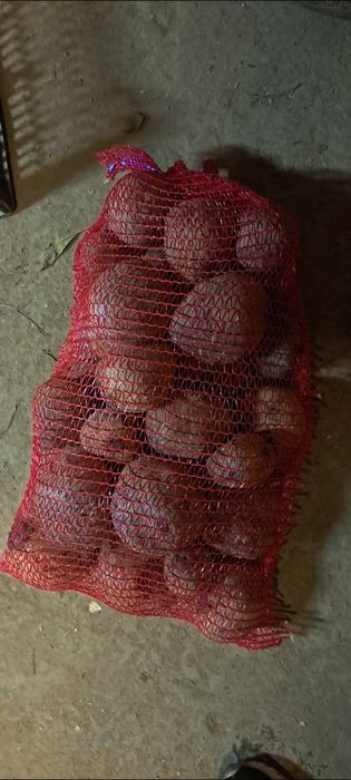 Buraki ćwikłowe odmiana wodan