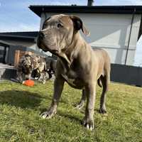 American Bully XL - suczka