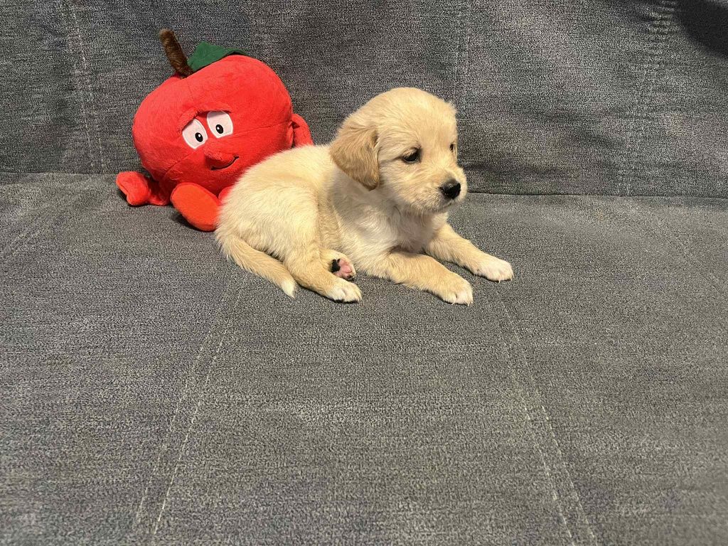 Już do odbioru. Edith suczka Golden Retriever.