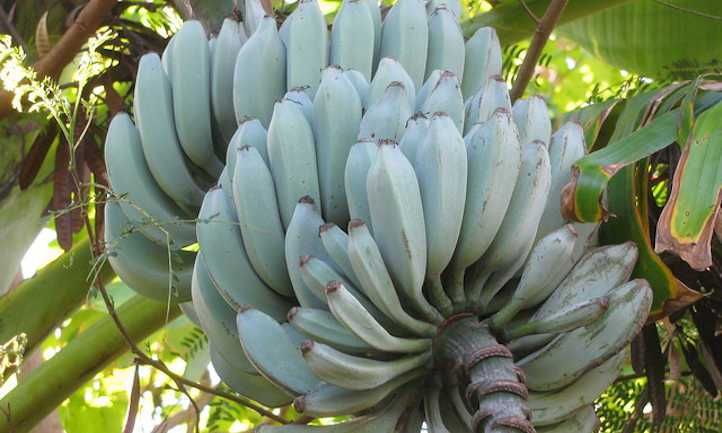 NOVIDADE a famosa BANANEIRA AZUL