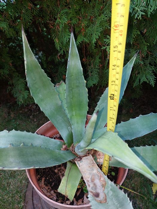 Agawa Agave kaktus sukulent młode sadzonki I duże okazy