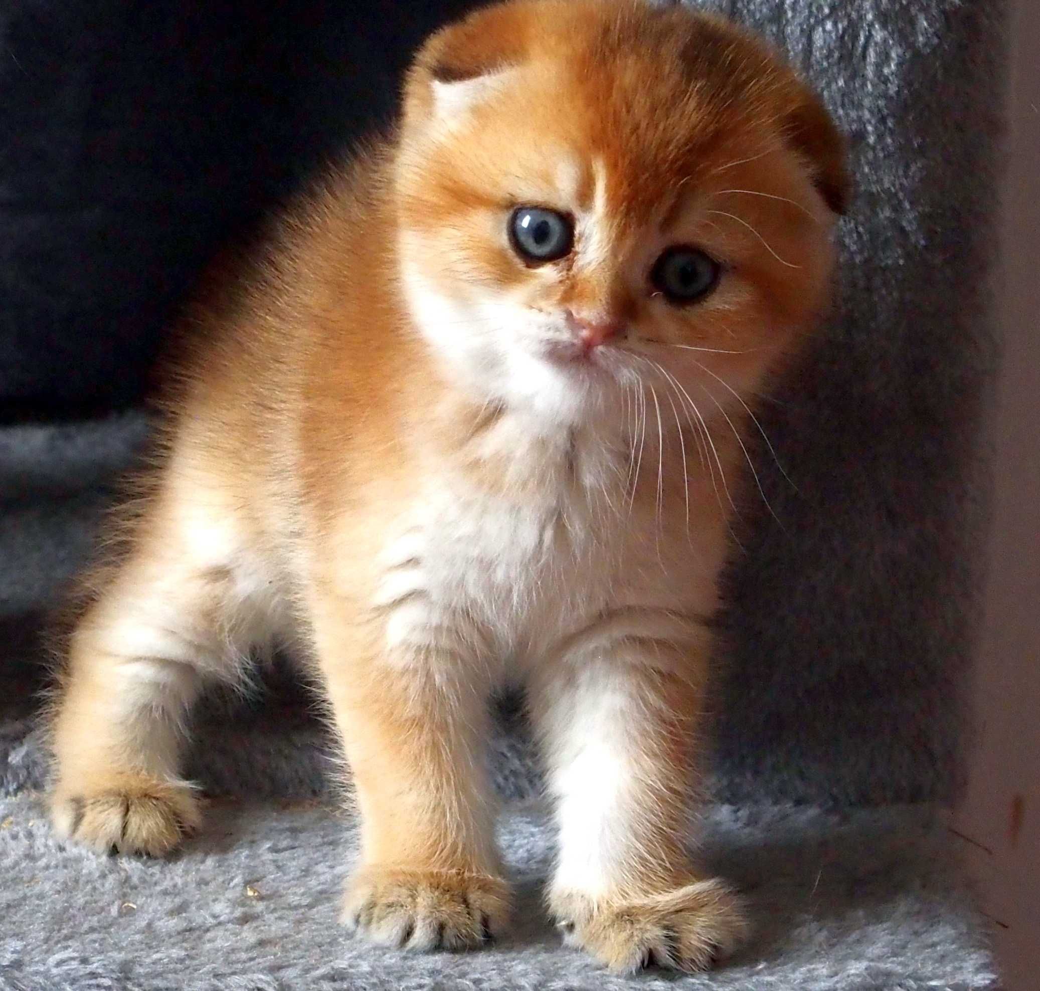 Kot Szkocki Zwisłouchy PZF. WCF Scottish Fold Złota Szynszyla