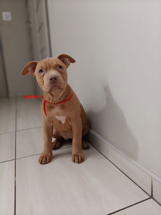 Amstaf Amstaff Amstaffy American Staffordshire Terier