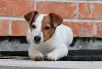 Jack Russell Terrier / BREFIO- SUCZKA nr 3