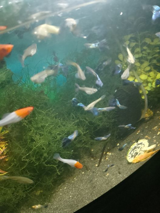 Sprzedam gubiki metal blue japan