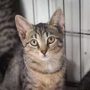 Kotka Ciniminis szuka domu