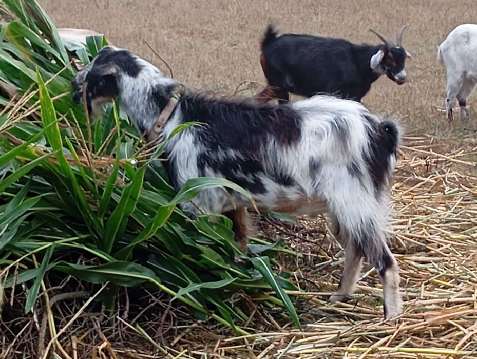 Chibo raça muito grande mocho