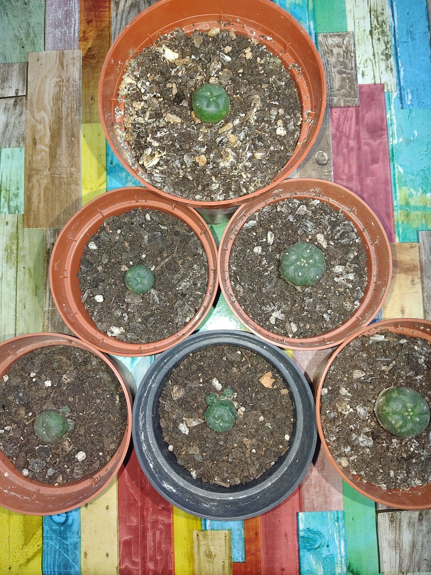 cacto peyote ( Lophophora williamsii )