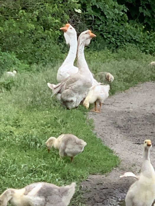 Продам молодих гусей холмогорів