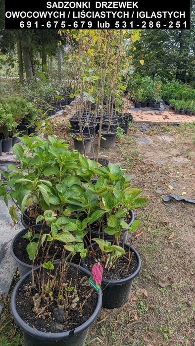 Sadzonki drzewek owocowych/liściastych/iglastych oraz krzewów