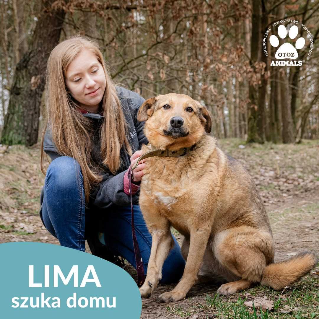 Słodka Lima szuka domu!