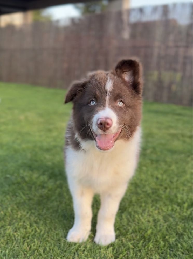 Szczeniak Border Collie
