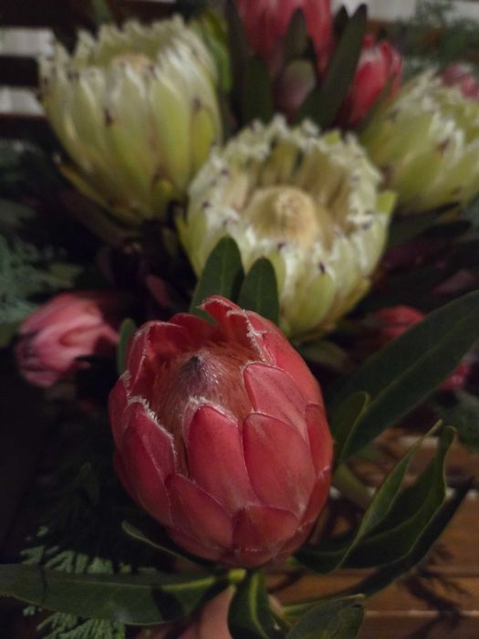 Vendo proteas flores