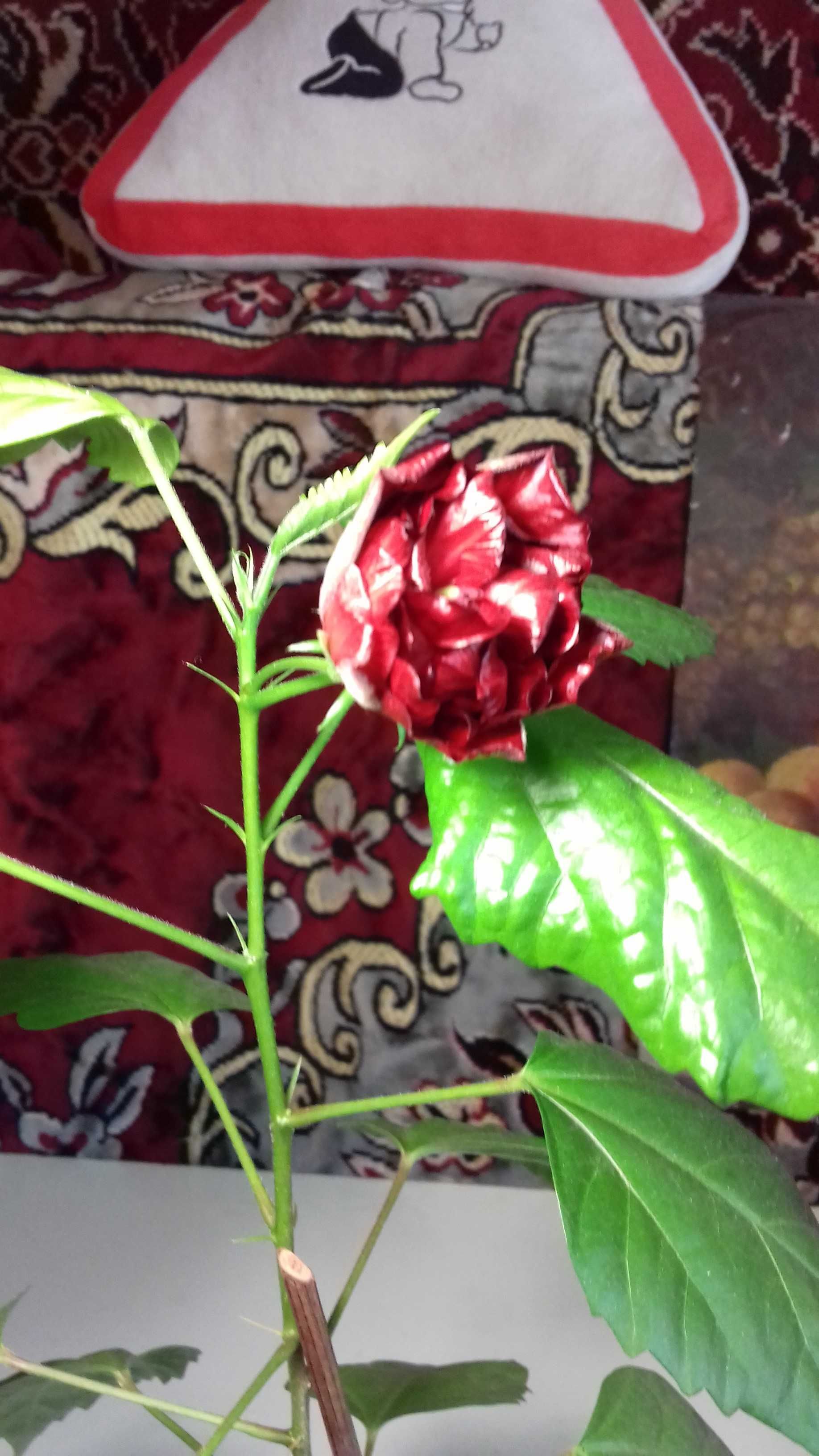 Комнатный цветок Педилантус