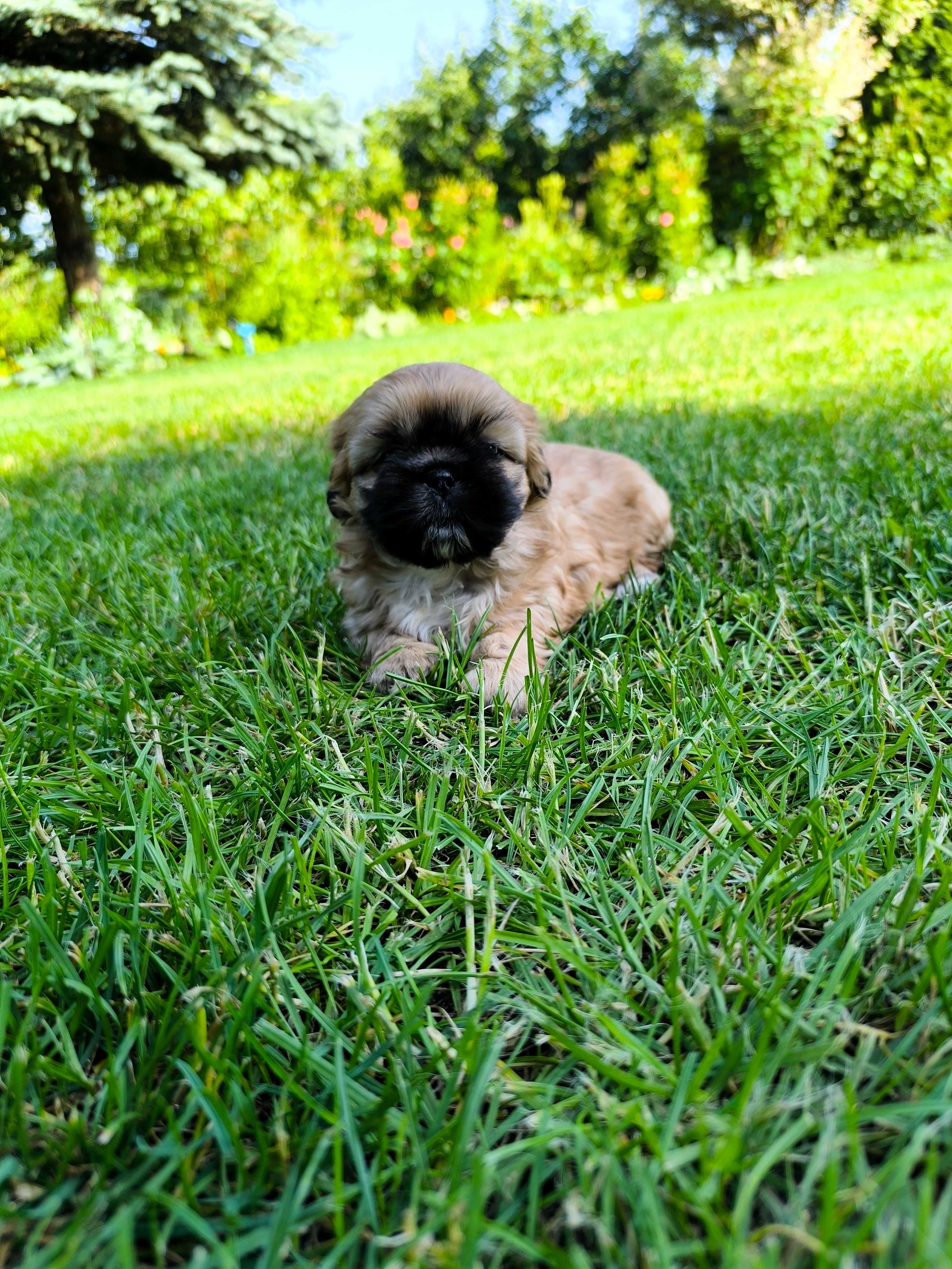 Shih-Tzu (Piesek)