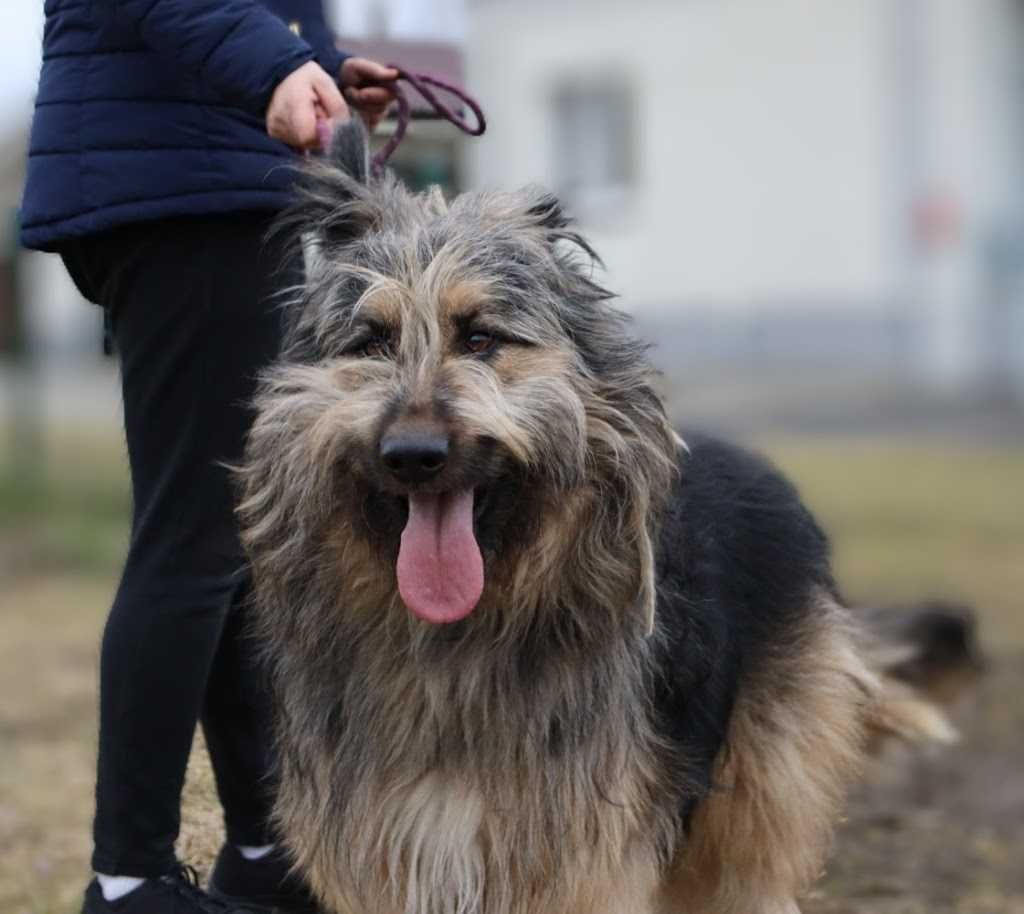 duży młody super pies czeka na dom