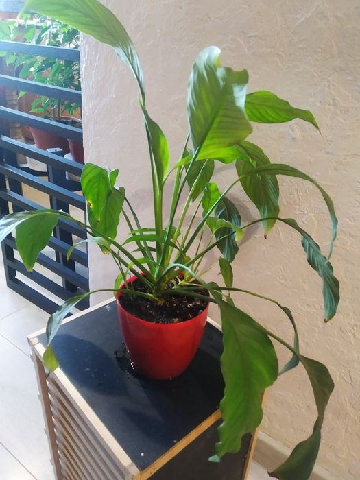 Жіноче щастя женское счастье Спатифилум Спатифілум