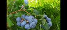 Borówka amerykańska bluecrop, krzaki 8-letnie