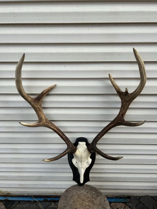 Роги знайдені в лісі