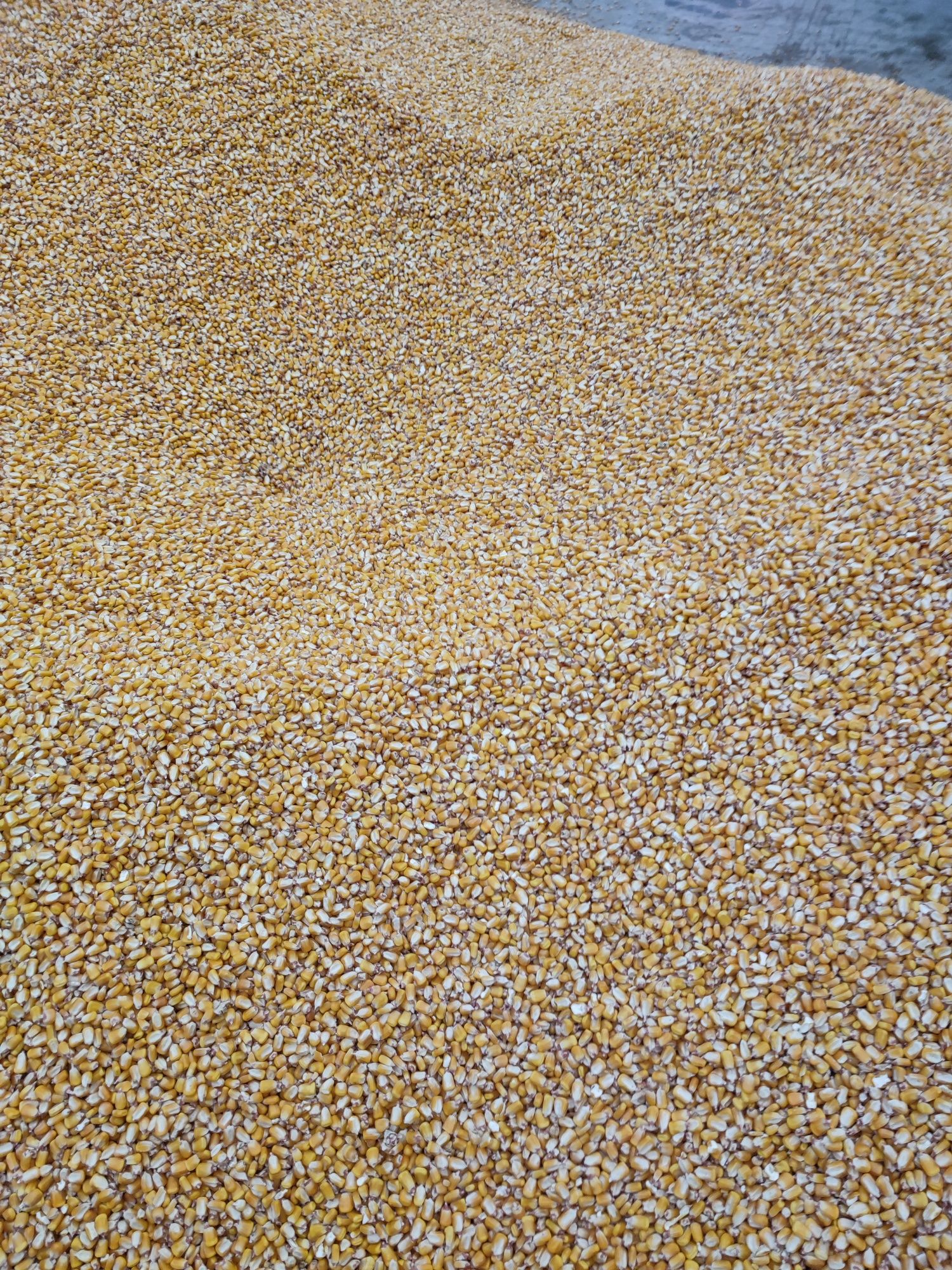 Milho Graúdo 2024/0.30€ kilo